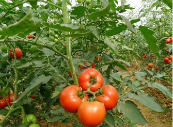 西红柿种植合作基地