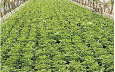 生菜种植基地
