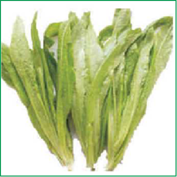 油麦菜