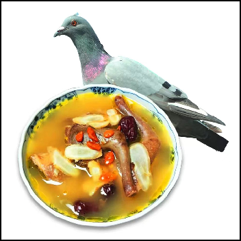 鸽子