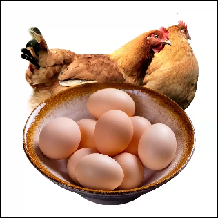 鸡蛋
