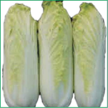 娃娃菜